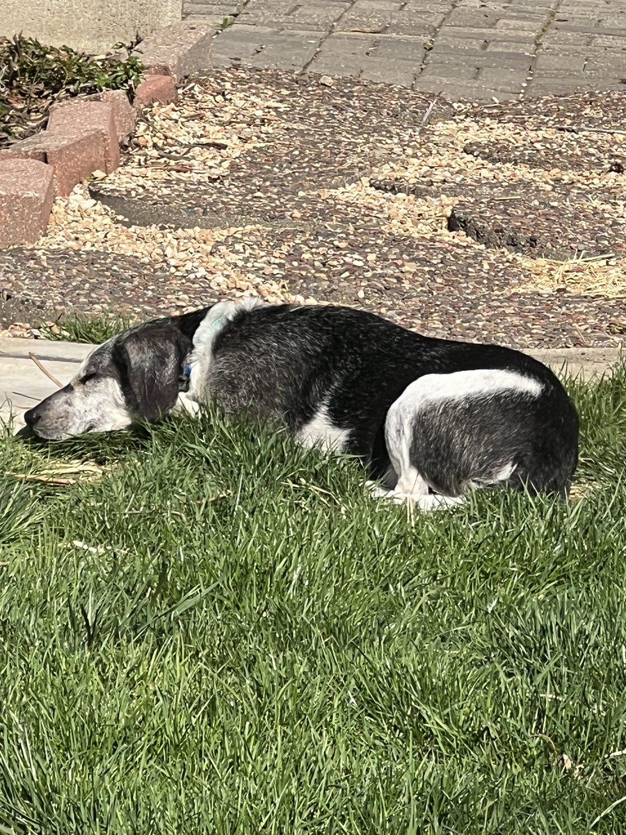 Sun puddling!! ☀️One year ago I was caught, had severe mange, broken teeth and distrusted humans. Now I am physically healed, no teeth, gained weight and have had mama for 5 months. I am learning this is the life I was meant to live ❤️ #zshq #seniorbeagles #rescuedogs