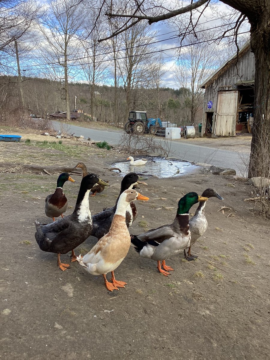 The Duckworld gang and I will be hosting #MallardMonday. Fill my feed with your best duck/goose or other beautiful nature photo’s. Peace from Duckworld, Montague, MA #TwitterNatureCommunity #TwitterNaturePhotography