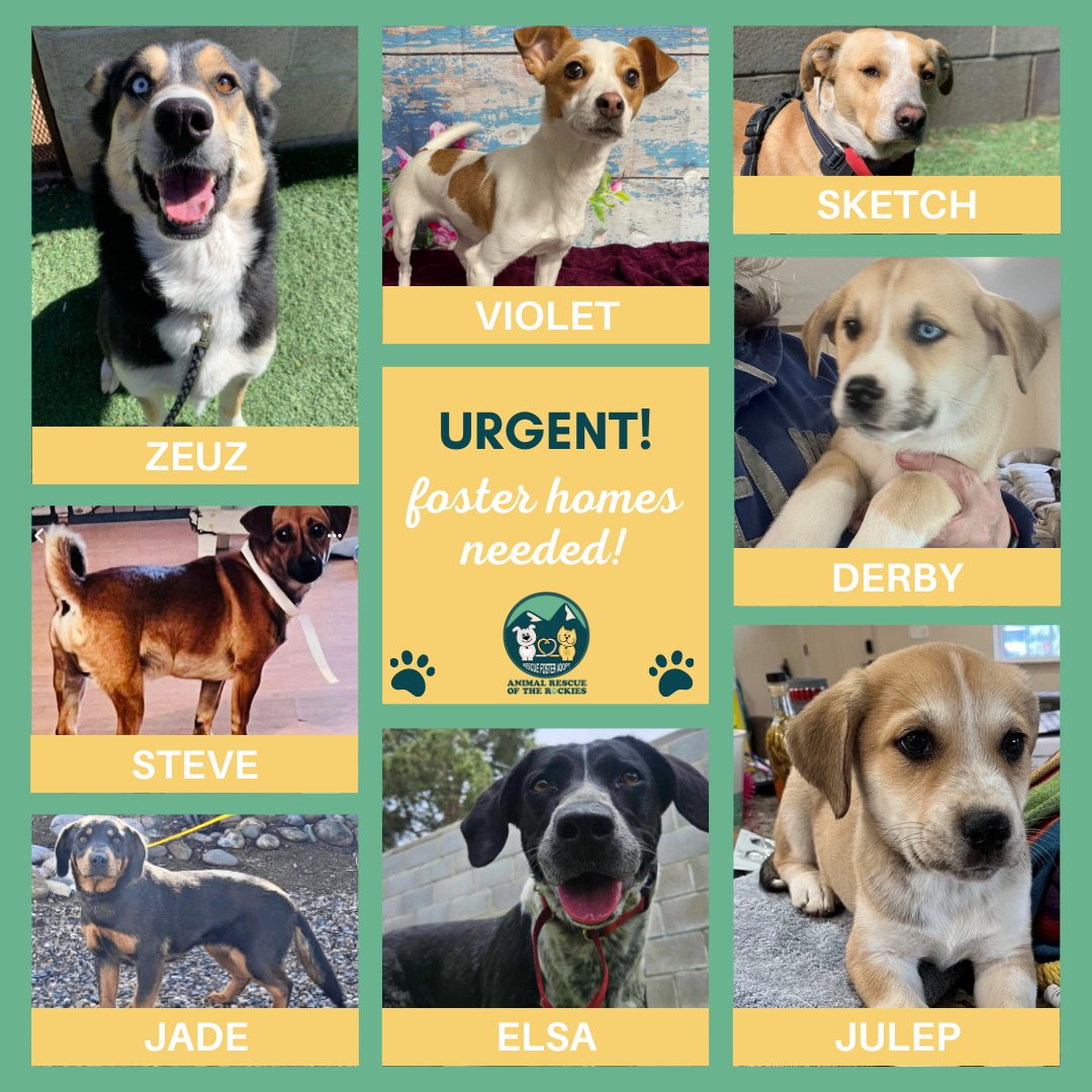 ARRColorado's tweet photo. Foster homes are URGENTLY needed to save these dogs &amp; many others!

We will support you every step of the way &amp; cover all costs, so you can focus on giving these dogs the love and care they deserve.

🐾 Apply to foster: https://t.co/B8EuDYhpwV
📧 Email us at dogs@arrcolorado.org https://t.co/8vDWiBXJyh