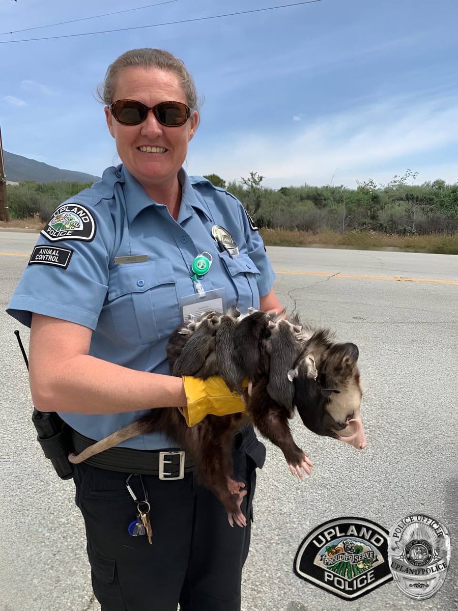 Happy National Animal Services Officer Appreciation Week to our very own Officer Hoos! 🦉💙 She does quite the job out there rescuing and treating injured animals, all while still addressing complaints and concerns. Thanks for all you do! #UPD_ProudToServe #TeamUPD