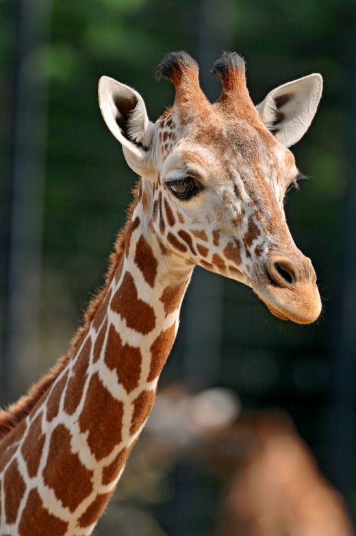 Girafa 🦒 

#SegundaEsquadraoSDV
#NaturalBeauty