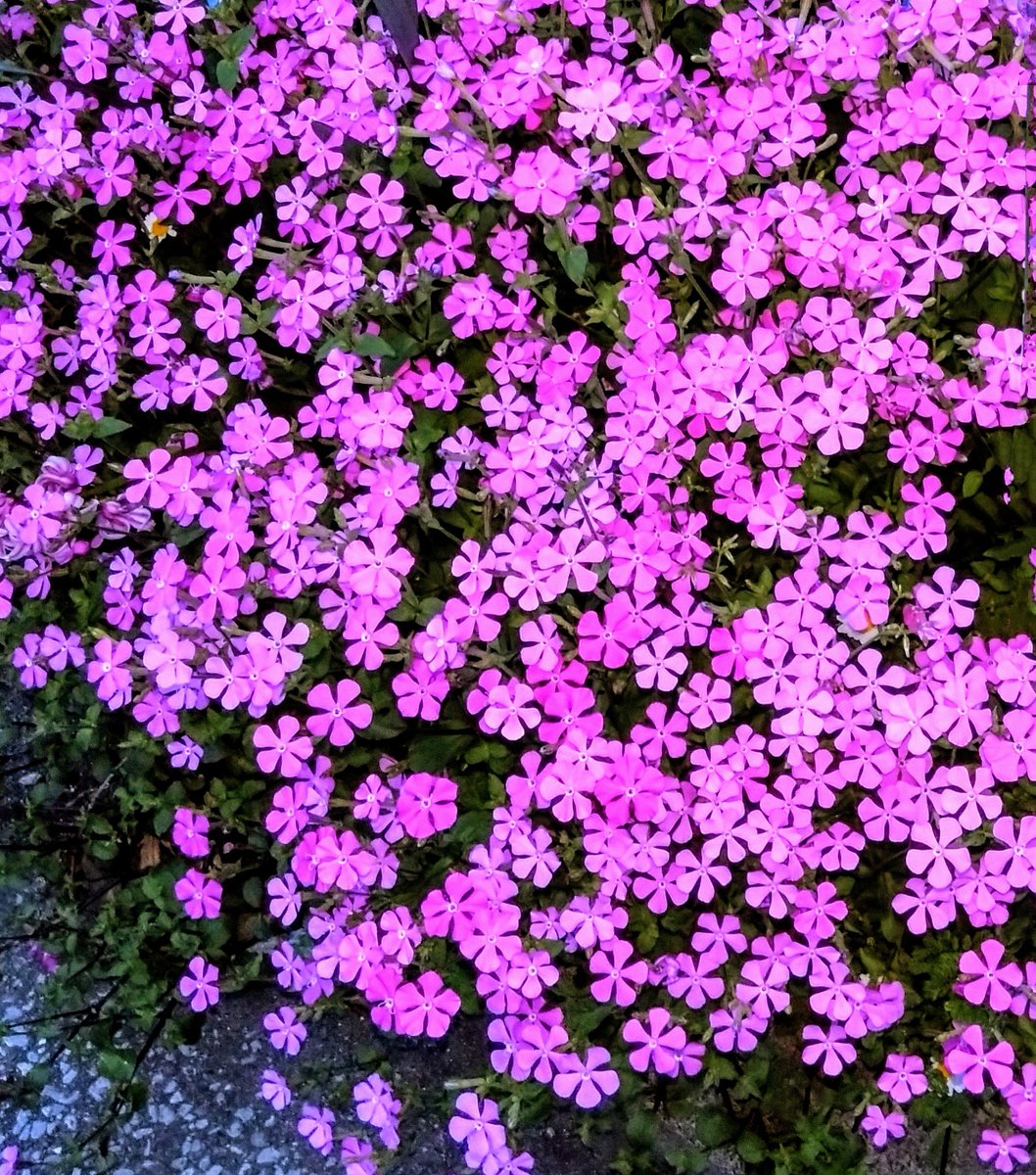 初めての月命日に 貴女の好きだったピンク色の花を…。 芝桜？と思いきや、 シレネというのだそう…。 #初月忌 #シレネ #街角の花 ＃街角の花々 #TLを花でいっぱいにしよう