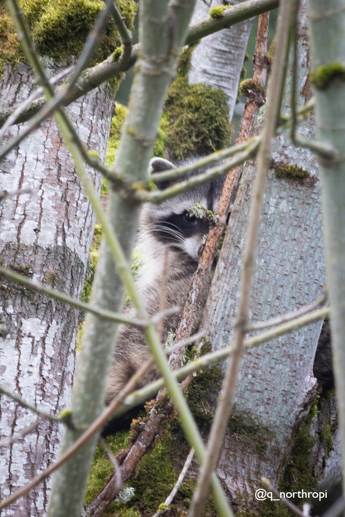 Don't mind us, just checking in to make sure you are ready for the bioblitz! The 2024 #CityNatureChallenge starts April 26! Get details: bit.ly/3KYna5a P.S. Check out supporting resources available in Chinese, Russian, Somali, Spanish, and Vietnamese.