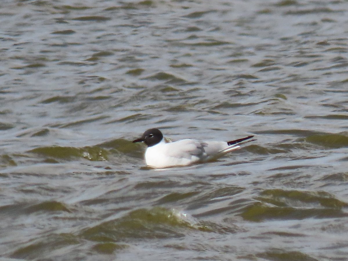 bevw131's tweet photo. Bonaparte's gull at @RSPBFrampton lifer for myself and @peter_maugham @BirdGuides @RareBirdAlertUK #BirdsSeenIn2024 #BirdsOfTwitter https://t.co/mybfG26FrF