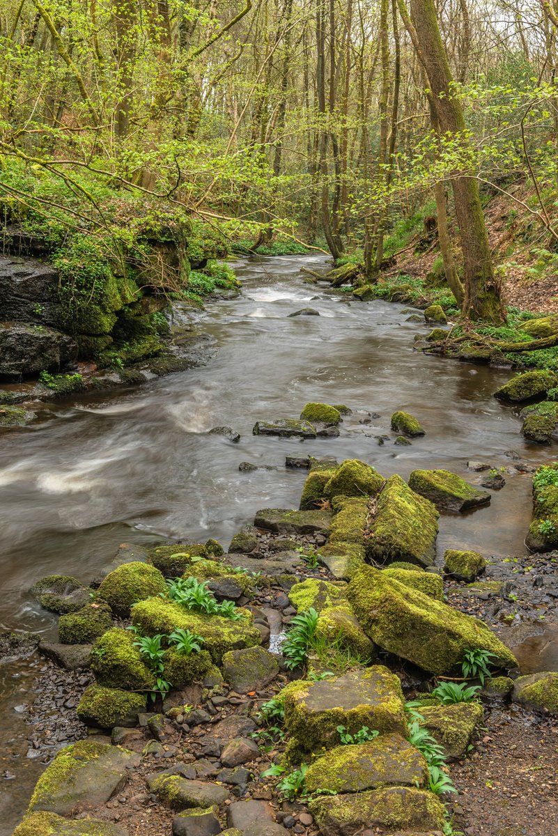 Hallas Beck, above Goit Stock Waterfall. I love the range of greens at this time of year, from the acid green of new leaves, through the earthy greens of moss, to the emerald green of wild garlic. We shouldn't just see green as a backdrop against which other colours shine.
