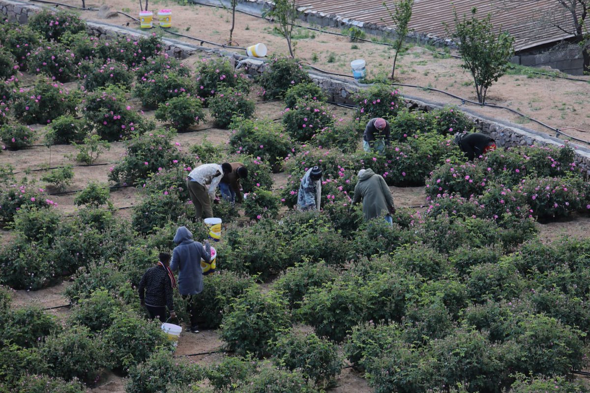 مشعل السفياني tweet media