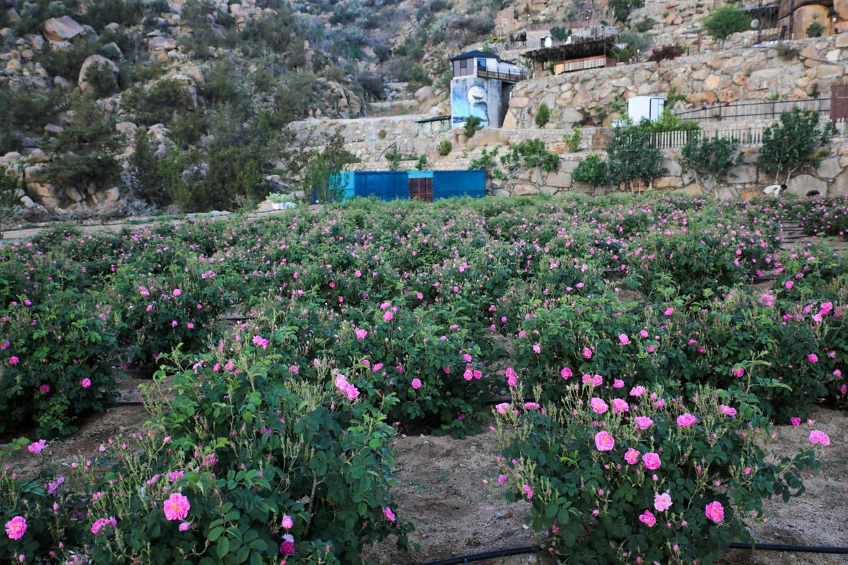 مشعل السفياني tweet media