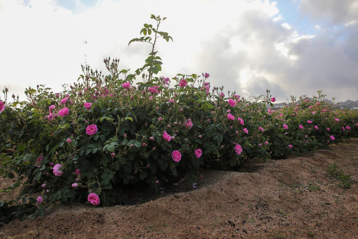 مشعل السفياني tweet media