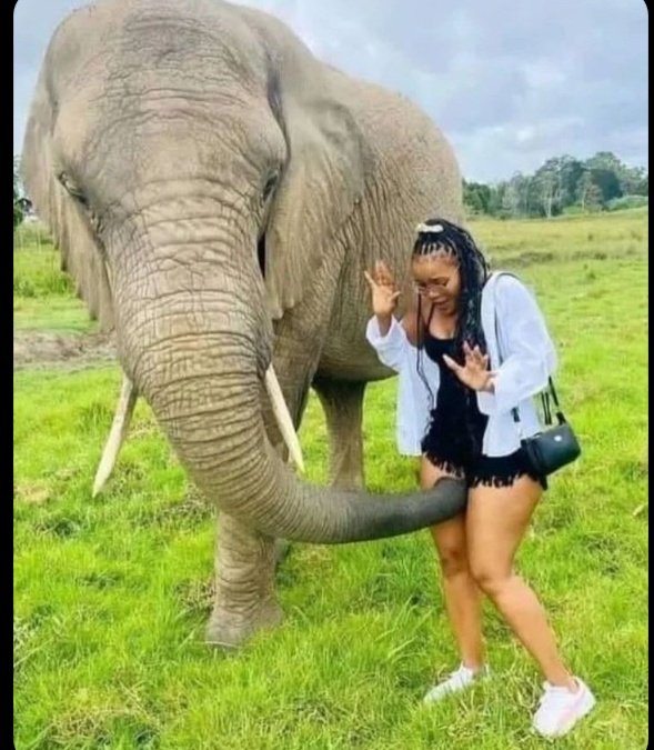 PrimahScott's tweet photo. @PrimAsiimwe The elephant's thoughts vs Aston villa match😏😏. https://t.co/tOT4HhvDMr