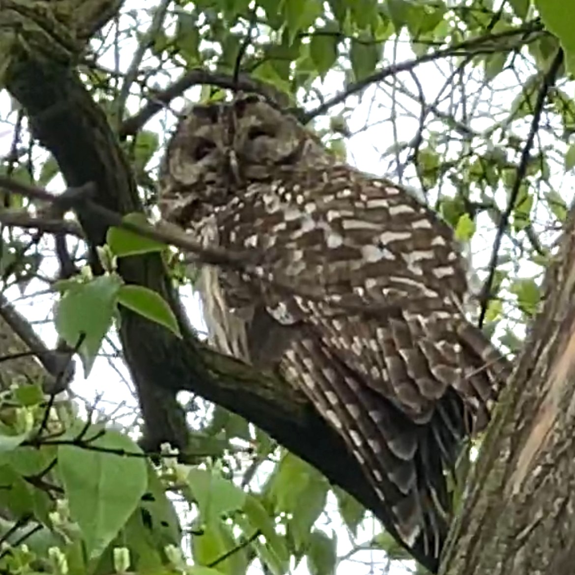 It's a barred owl! Staff recently spotted it in Eden Park hiding among trees. Have you ever seen an owl in one of the parks? 🦉 #cincyparks