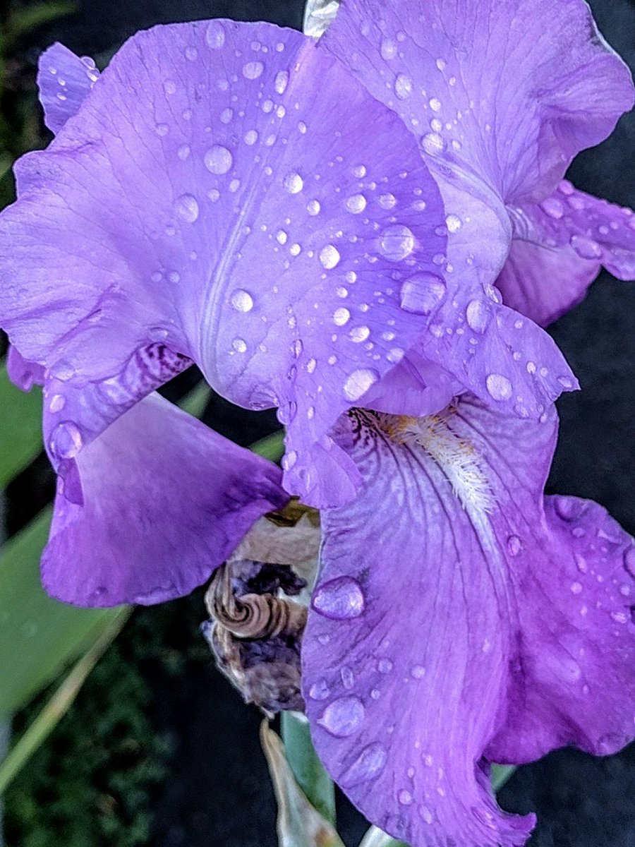 #FlowerReport:

From Gilroy, California,
another rain dappled iris.

.