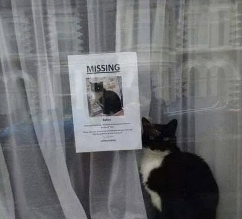 Do you think they ever found their missing kitty?  🤔