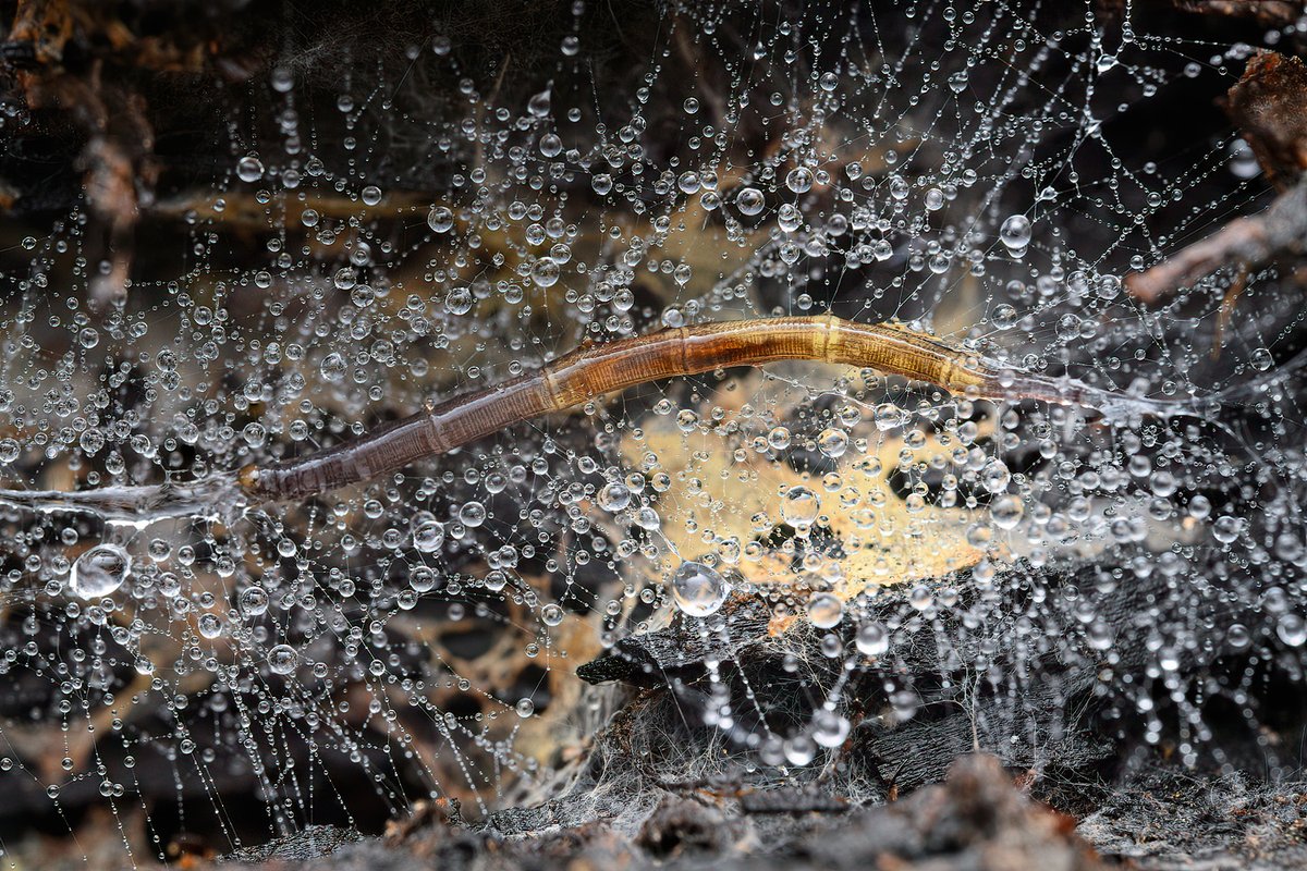 look closely ... I don't suppose you ever thought you could find such beauty in a fly larvae ?