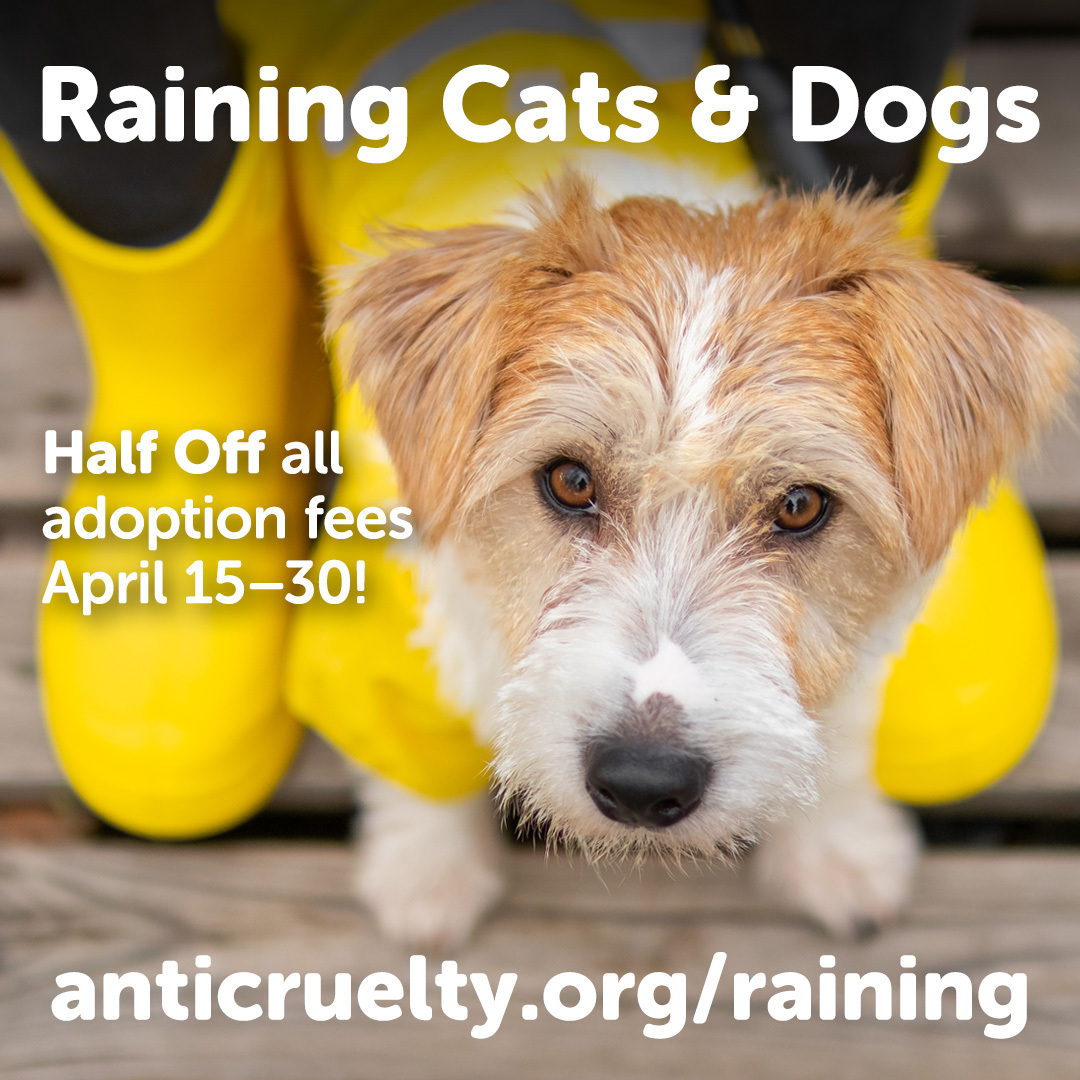 Don't let April showers dampen your spirits! 🐱☂️🐶 From April 15th to April 30th, it's raining cats and dogs with our half-off adoption fees for ALL of our furry friends! Stop by our River North Adoption Center every day from noon to 7 p.m. Learn more: bit.ly/3vNOjW9.