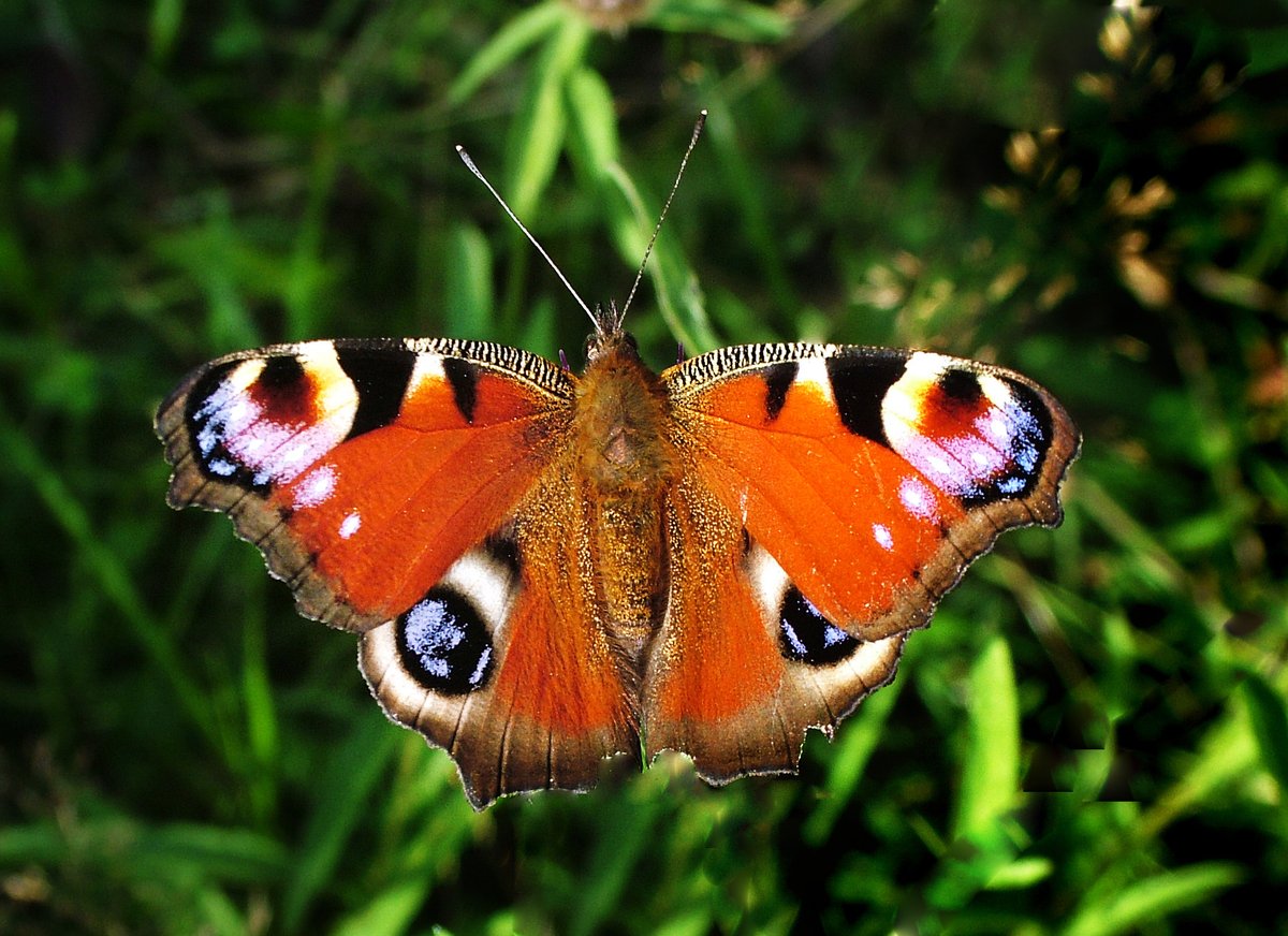 The most frequently reported species for the branch this week is Peacock! Following behind are Small Tortoiseshell and Brimstone. See the records here: cumbria-butterflies.org.uk/sightings (file photo).