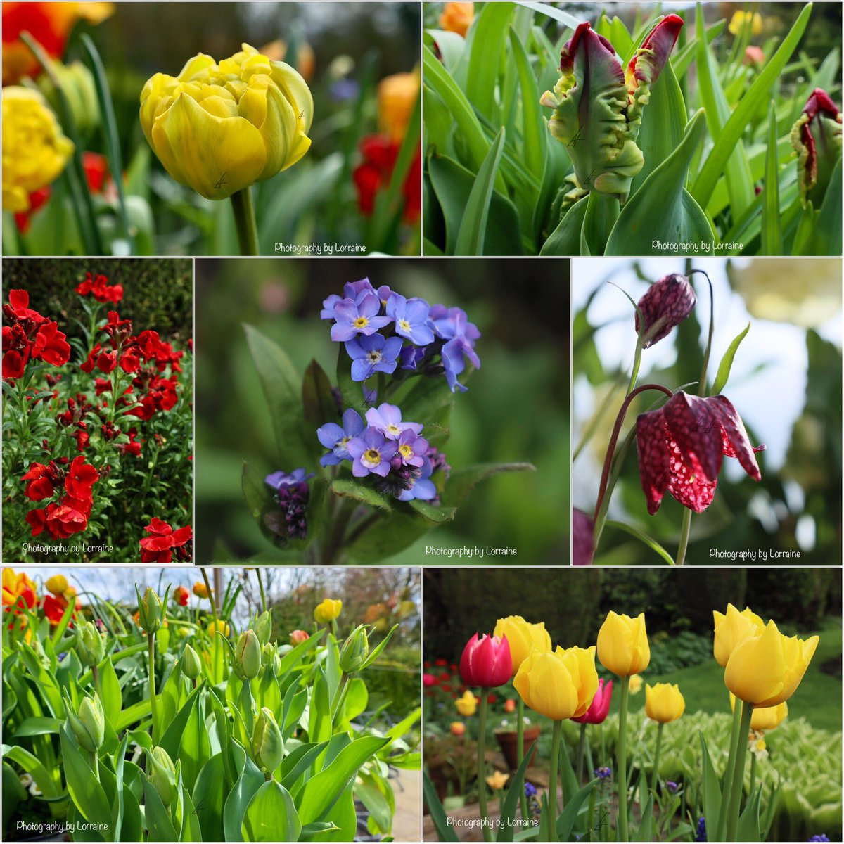 We have sunshine  ☀️☀️😊😊😊 for #SevenOnSunday Happy gardening Everyone 🙏🙏🌸🌹
#GardeningTwitter #gardening #MyGarden #flowerphotography #GardenersWorld #Spring2024