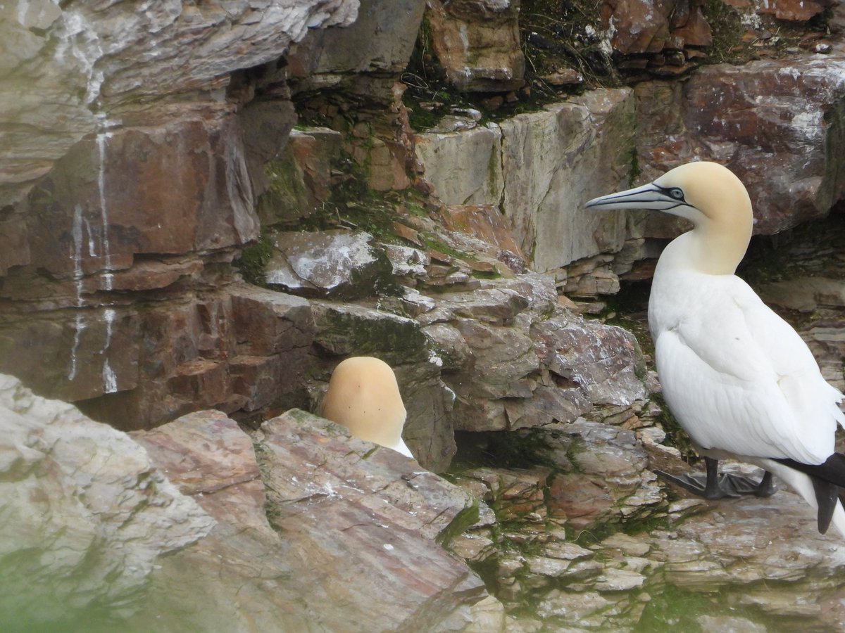 #Trouphead Yesterday great to see the Gannets collecting their materials for their nests.