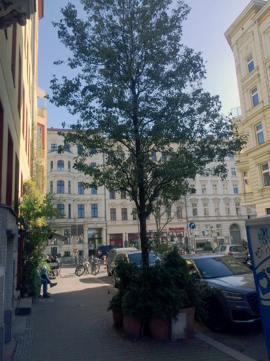 balberlin's tweet photo. Aus unserer Reihe '#Straßenbäume unter lebensverkürzendem Stress': Es ist immer noch möglich, nicht mitzukriegen, dass #Baumscheiben keine Abstellflächen sind. Nicht für Autos, Fahrräder, Bauschutt, Sperrmüll + auch nicht für ca. 10 Koniferen in Tontöpfen. #Xberg's Solmsstr. 29. https://t.co/3tgMx04eVT
