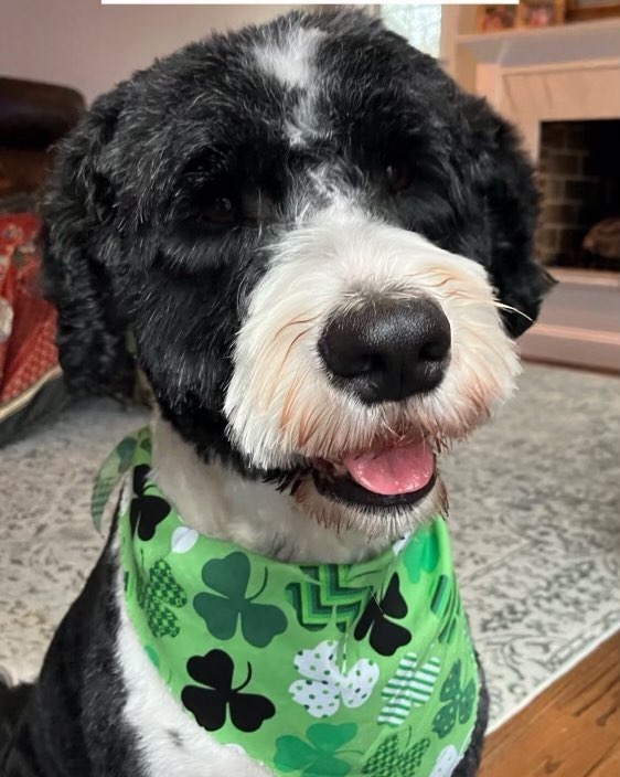 🐶Arlo is paw-fectly stylish with his Lucky Bandana! 🍀🐾 

#JermantownAnimalHospital #Fairfax #Veterinarian #AnimalHospital #PetDentalCare #PetBoarding #BehavioralMedicineForDogs #PetVaccinations #FearFreeVet