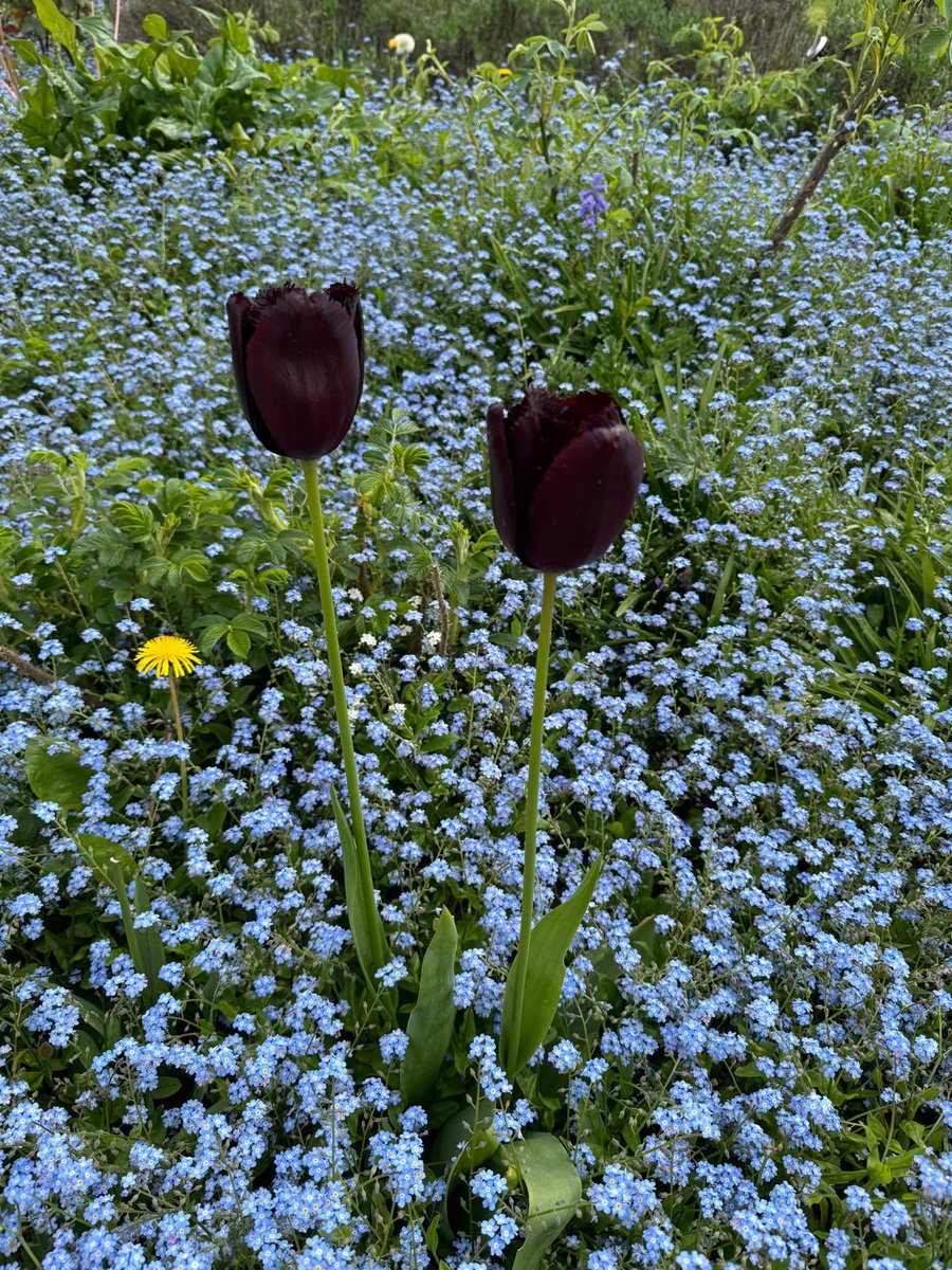 BestFutureEdu's tweet image. Spring in London is a different type of beauty. #spring #fortyhall #tulips #flowers #London #unitedkingdom