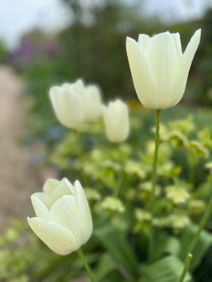 BestFutureEdu's tweet image. Spring in London is a different type of beauty. #spring #fortyhall #tulips #flowers #London #unitedkingdom