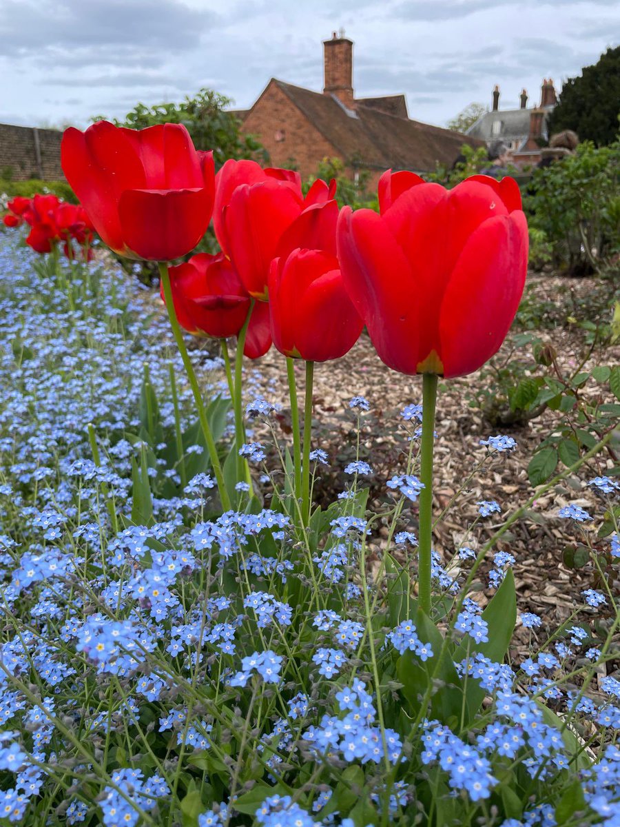 BestFutureEdu's tweet image. Spring in London is a different type of beauty. #spring #fortyhall #tulips #flowers #London #unitedkingdom