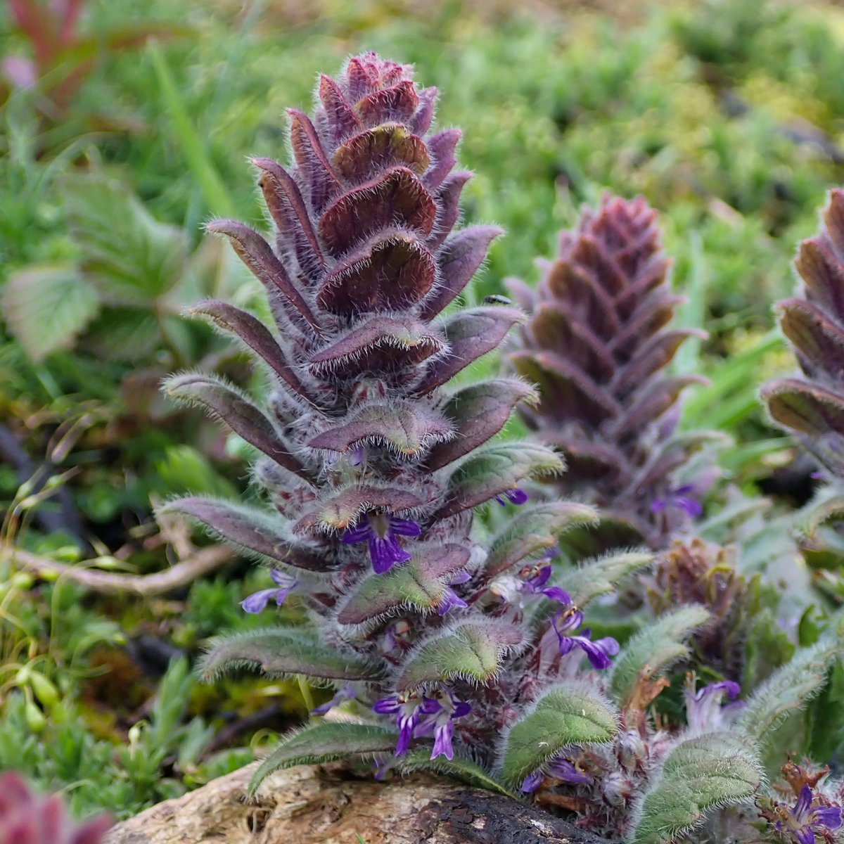 Rathlin Stickybeak tweet media