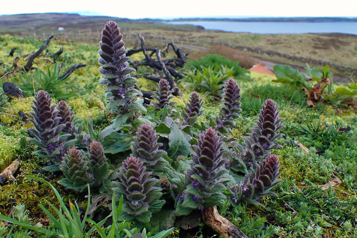 Pyramidal Bugle season is in full swing on Rathlin, and this week we've found some absolute whoppers! We don't normally see them much above 6cm in height, but the biggest spike in this exceptionally vigorous clump is a stonking 6 and a bit inches 💪😲 #WildflowerHour