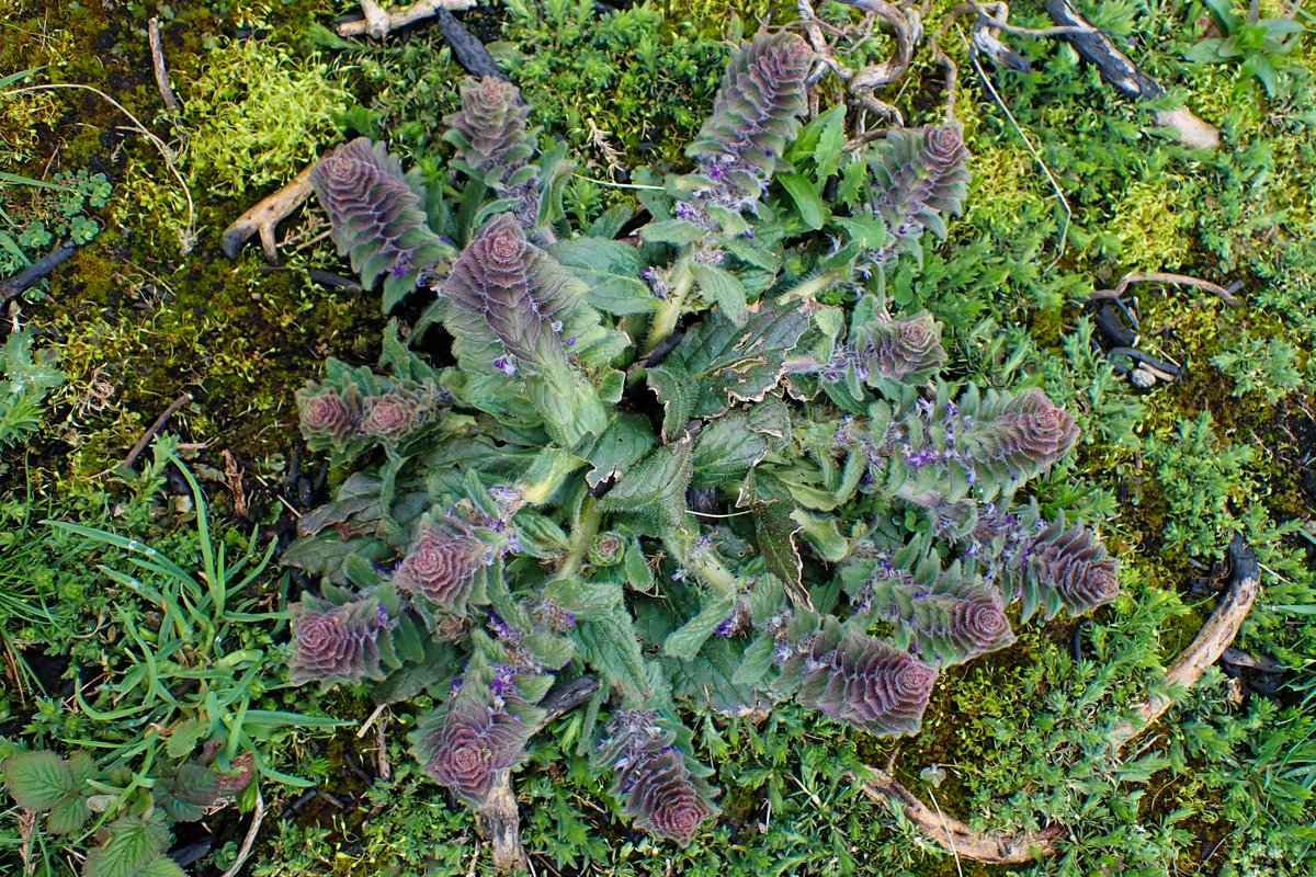 Rathlin Stickybeak tweet media