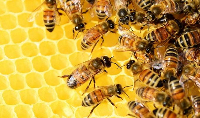 Did you know? 

Honeybee venom can destroy some types of cancer cells. 

You may not know that the idea actually reaches back to the dawn of medicine. The pharmaceutical use of honeybee products, known as apitherapy, dates back at least 5,000 years to ancient Egypt, China and…