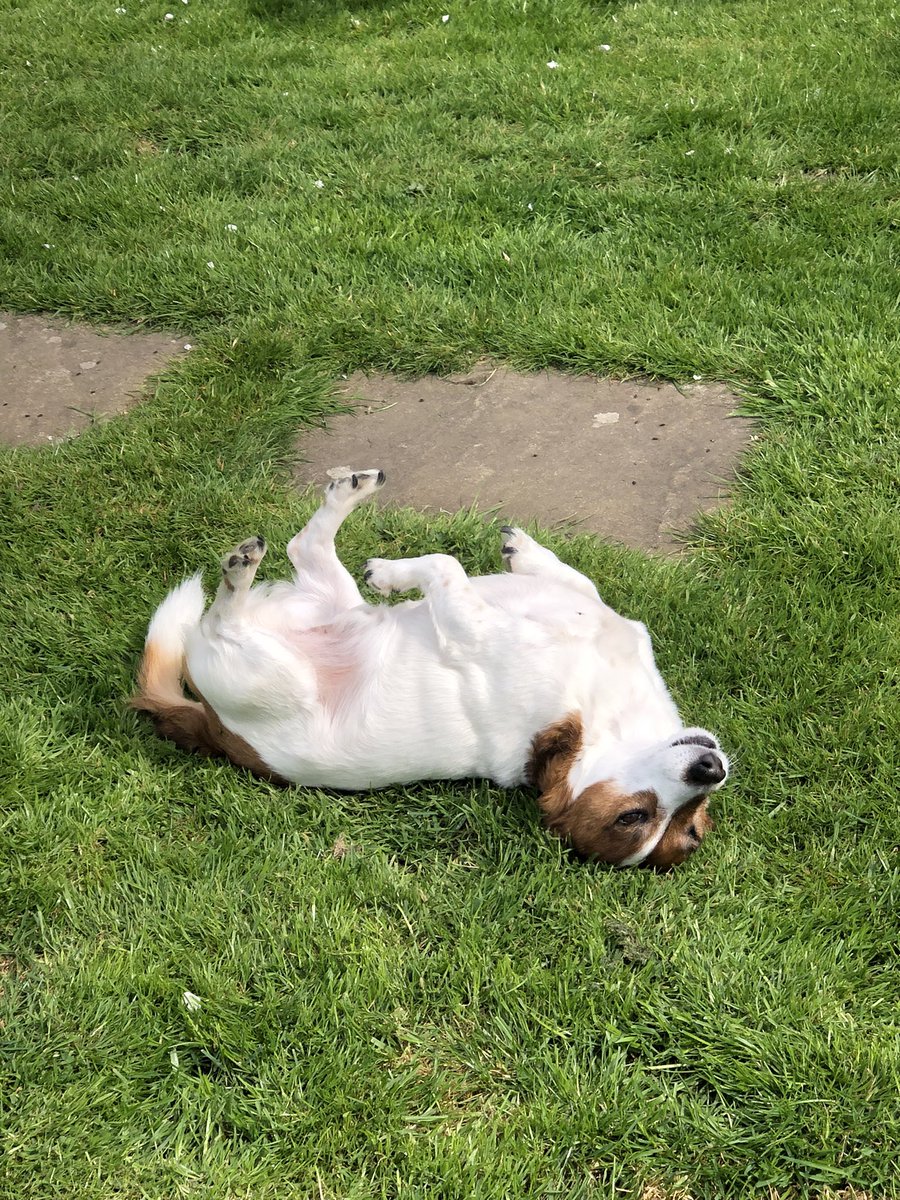 Lovely long walk with #littlelegs today. Pit stop for treats and then a roll around the freshly mown lawn at home 🥰 
#livingthedream