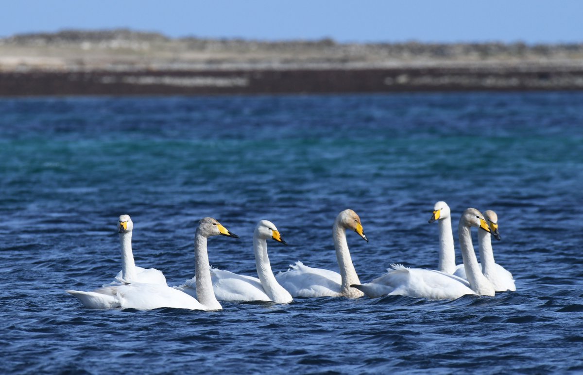 Whooper swans taking a mid flight stop over on Costa del #Papay today. Next stop Iceland? #Orkney #passagebirds #swan sea #BirdsSeenIn2024