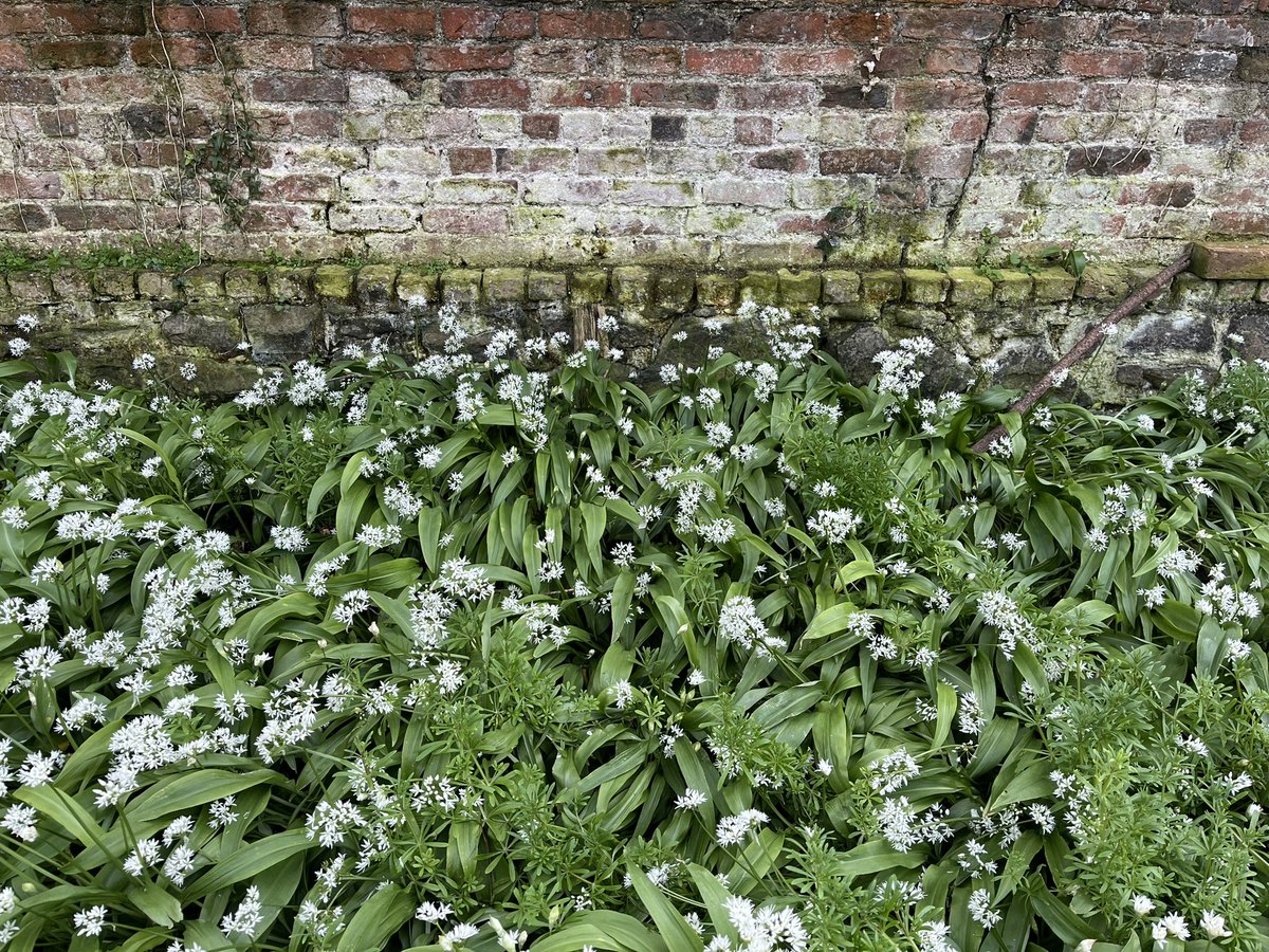 Out for a walk today, came across some wild garlic….. like garlic, but wild 😄🧄 #WildGarlic #WildSwimming