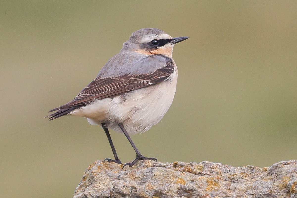 A dozen Wheatears seen this morning on the 'patch' - along with 2 Ring Ouzels, Lesser Whitethroats and a singing Nightingale. @DurlstonCP @DorsetWildlife