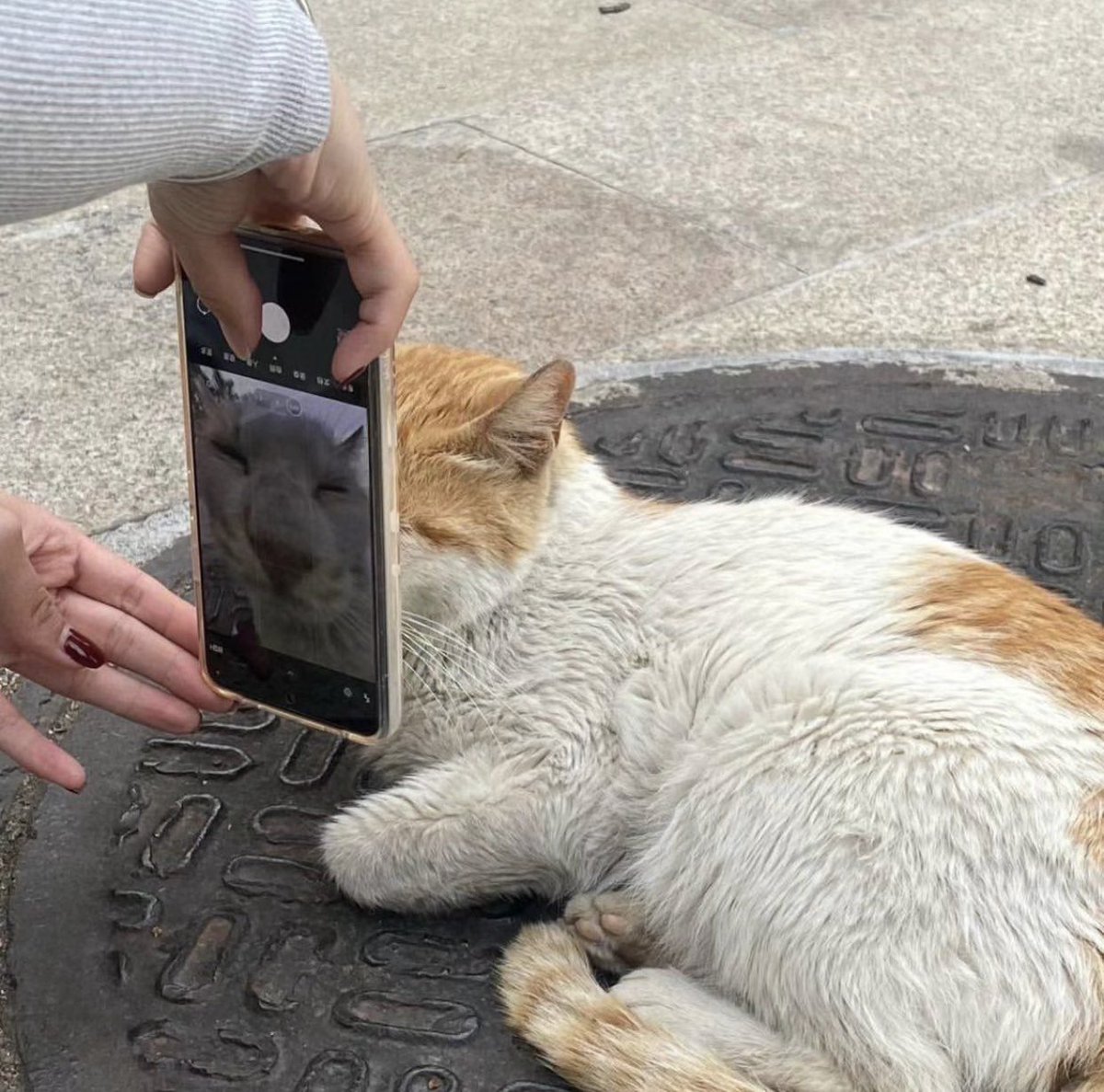 pov: eu vi um gato