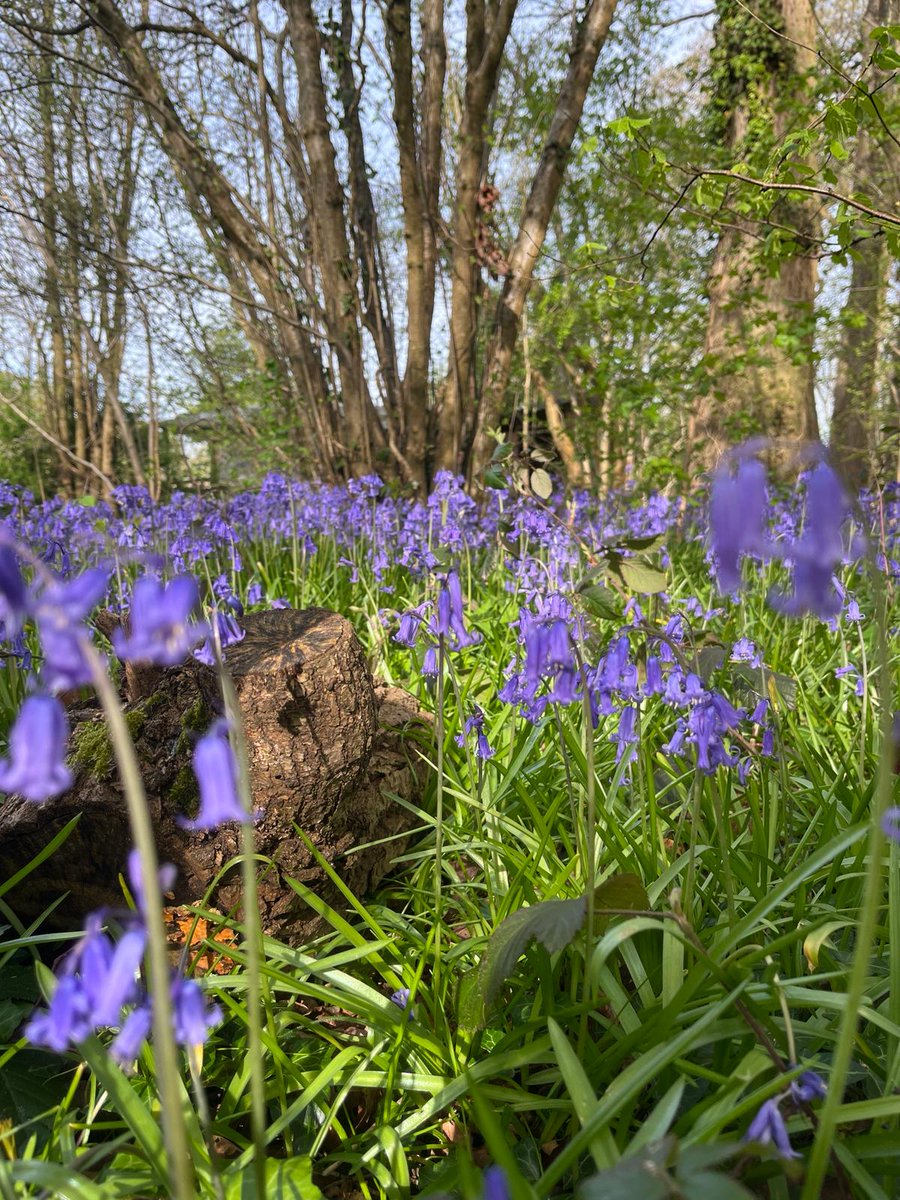 EllafClark's tweet photo. Spring is the best season, change my mind! 🌼🌱🧄 https://t.co/IaZn9RgS9T
