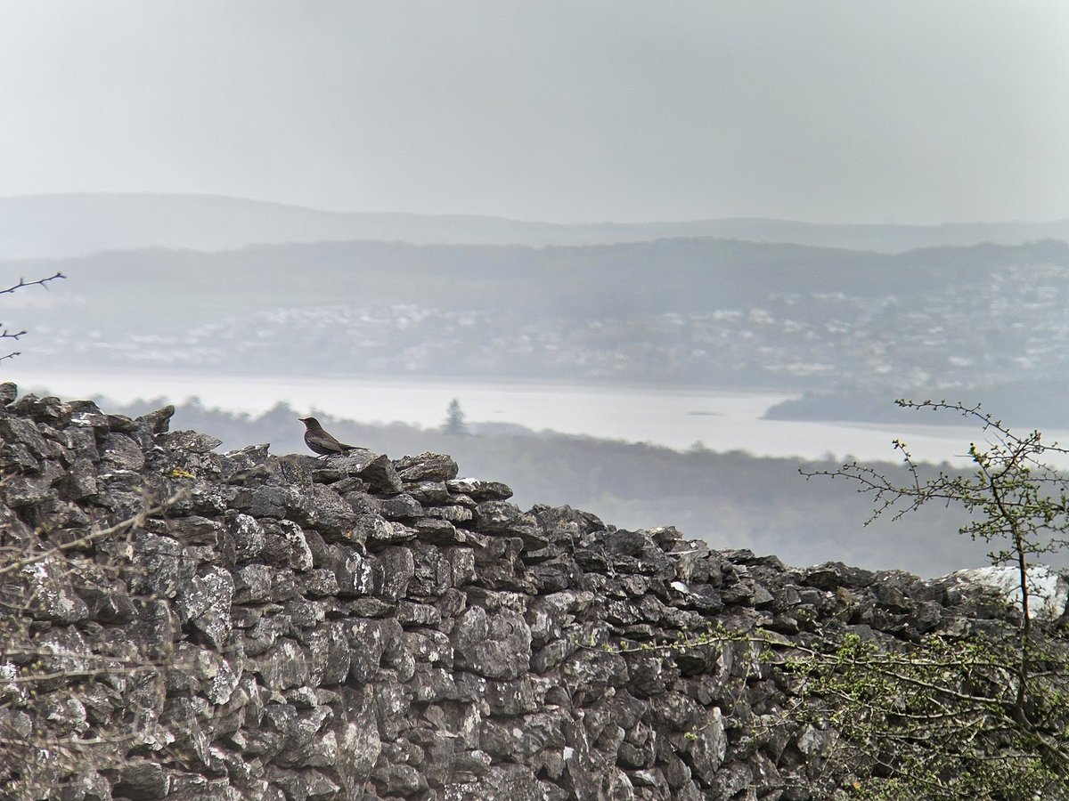 Great afternoon walk with 8 Ring Ouzel (3 males, 5 females) and pair Wheatear on @nationaltrust Holme Park Fell #CumbriaBirds