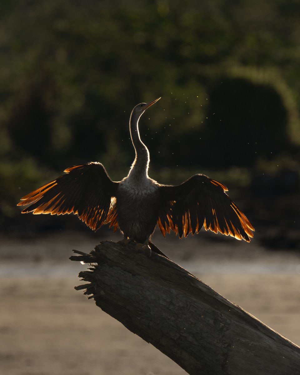 iNatter paulasee took this backlit photograph of an Anhinga #bird (Anhinga anhinga, Aninga americana in Spanish) in #CostaRica and it's our Observation of the Day! More details at: inaturalist.org/observations/2…