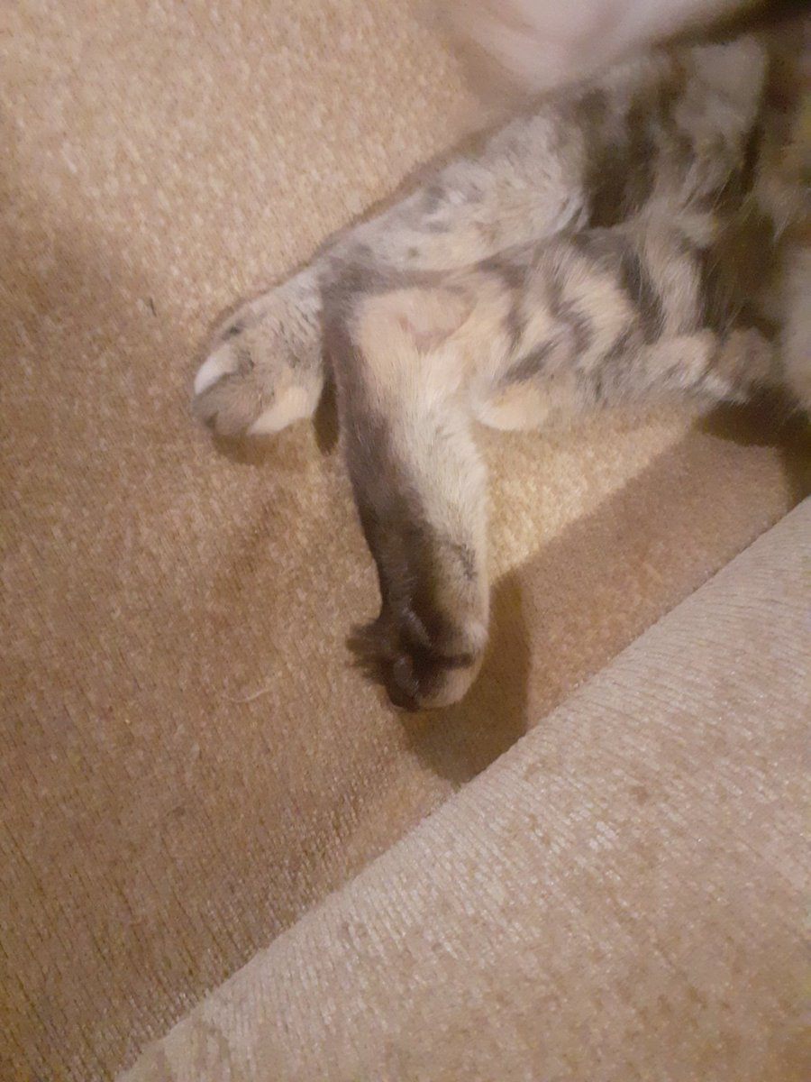 flower31_flower's tweet photo. Hola yo, volví 
Estuve fuera un tiempo, no hay contexto, solo pasaron cosas 

Foto de la pata acolchada de mi gata https://t.co/4bofvB3epU