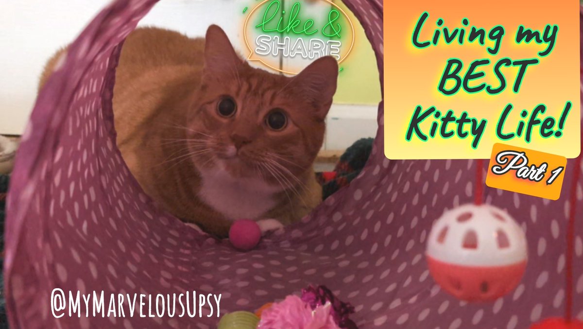 🆕😺🐾 BRAND NEW KITTY ADVENTURE ON MY YOUTUBE CHANNEL!!!! I hope YOU will check it out!! #gingercat #Cat #CatsLover #CatPhotography #photooftheday 
💙😻👇
#MyMarvelousUpsy