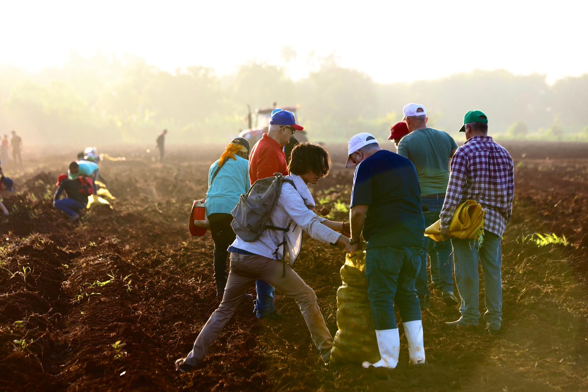 Con la compañía de los jóvenes, una fuerza necesaria en la #Cuba de hoy para todos nuestros proyectos, amanecimos este domingo en una intensa jornada de trabajo productivo en la UEB Agroindustrial Los Tamarindos.