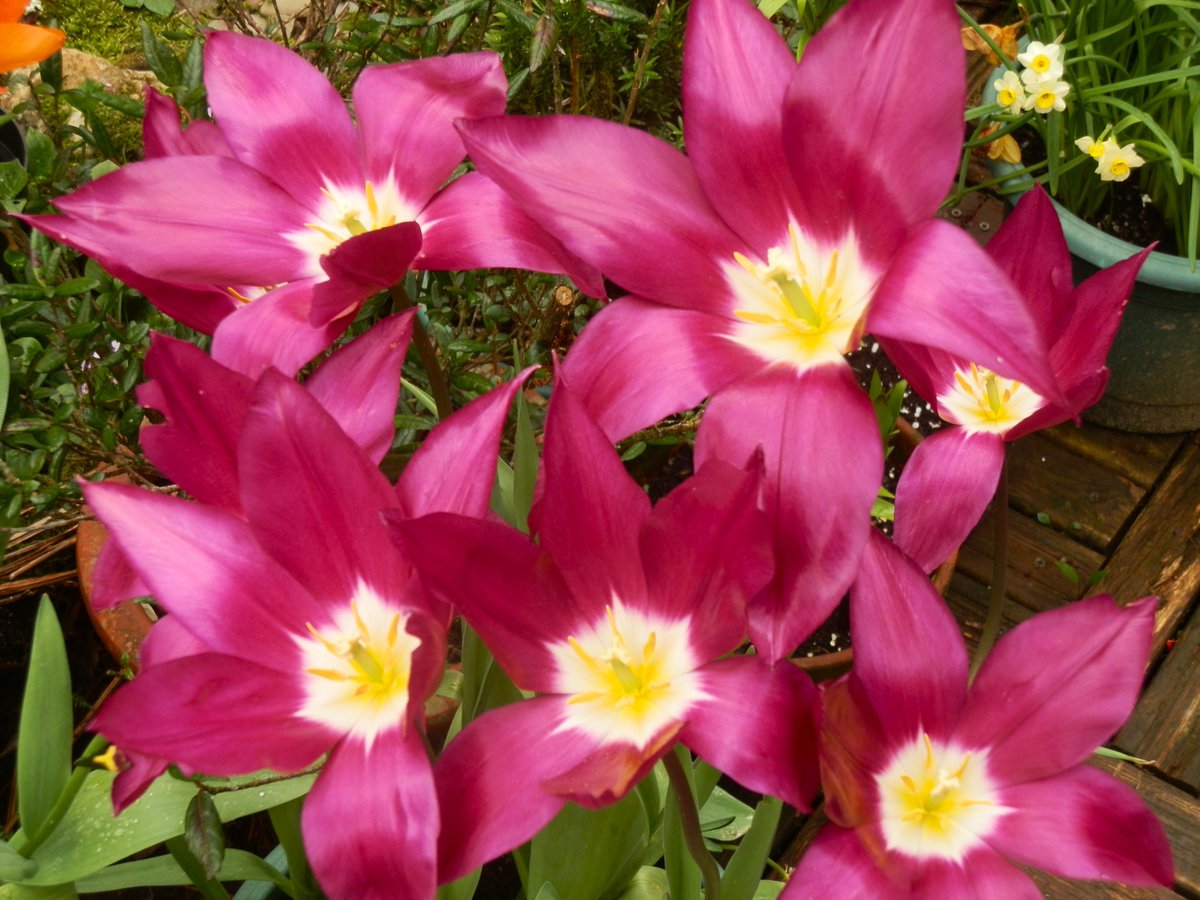 Skog200's tweet image. #tulipsinspring  tulip " Purple Dreams " shimmering in the sunshine today 🌷🌷🌷
