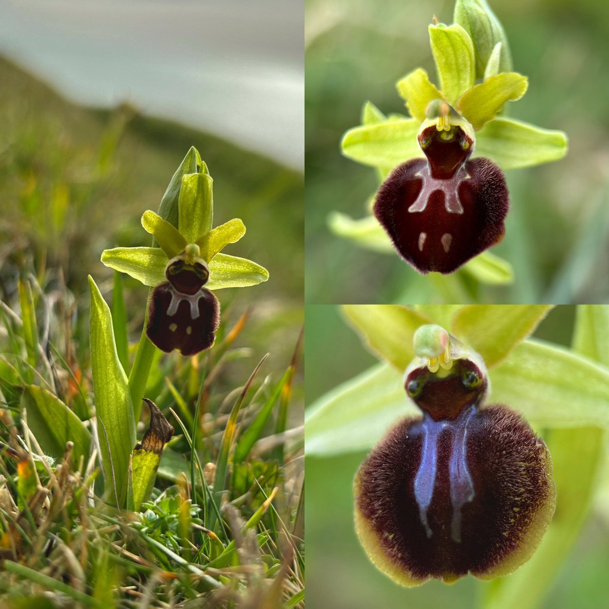 More of the Early Spider Orchids (Ophrys sphegodes) doing their best to attract male bees with their hairiness, ‘wings’, ‘eyes’ and even (apparently) mimicking the pheromones of a female bee 🐝 @BSBIbotany @wildflower_hour