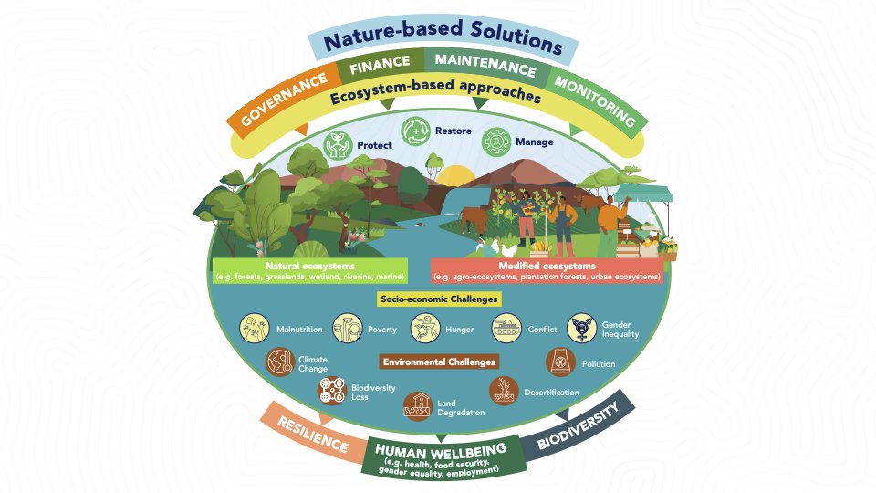 🌱Nature-based Solutions have the potential to scale #landscape #restoration across #Kenya 
👉Check out @CIFOR_ICRAF @AWF_Official @FAOKenya are implementing on the ground cifor-icraf.org/nature-based-s…

@UKinKenya @FCDOGovUK @palladium #GenerationRestoration @UNBiodiversity @UNCCD