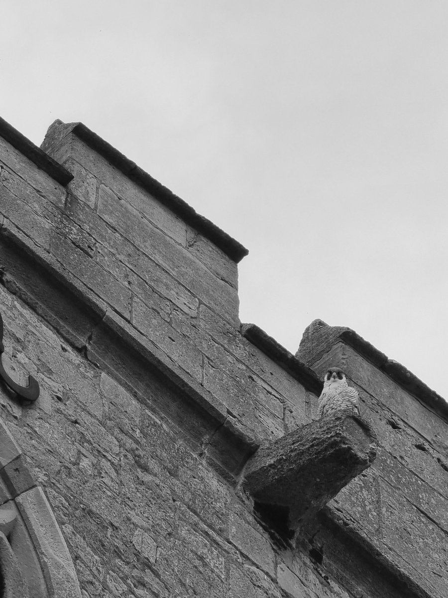 KaneBrides's tweet image. Always watching 🧐 
#Peregrine