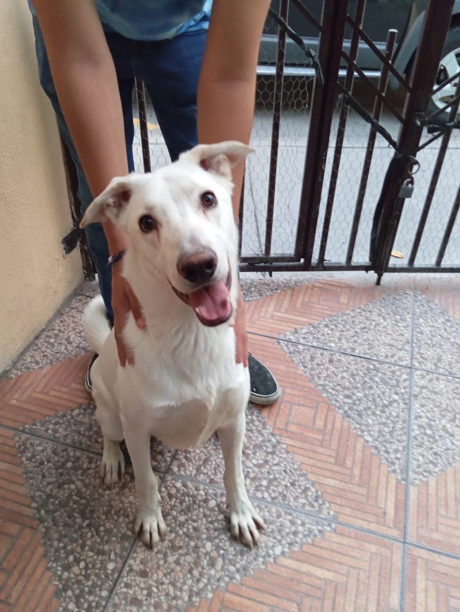 #Adopta a Max 
#Perro, 1 año, talla mediana. DVE. 
any.2618@hotmail.com o 3310090939