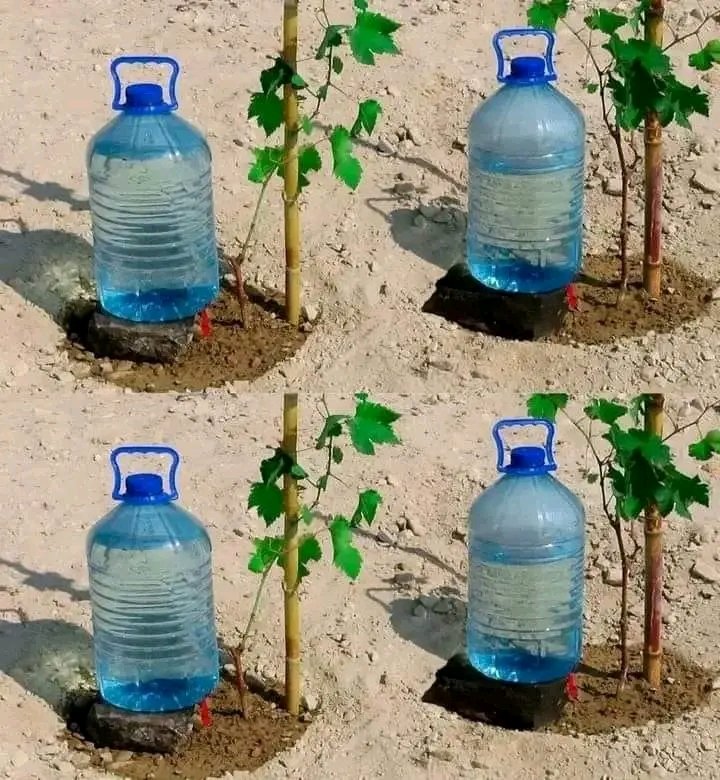 THE LOCALLY MADE DRIP IRRIGATION SYSTEM: 
Don't say that you cannot afford irrigation.
*Use the Locally available and cheap resources to make a simple irrigation system.

Like and Repost.
#FOLLOW_ME for All Farming News, Advice and Discussions.
#LetsFarmTogether