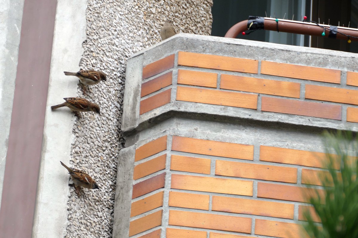 Jedes Jahr stemmt Super #Spatz den Beton am Plattenbau auseinander und schafft Platz für Nisthöhlen.  Thälmannpark 💪🐦  #sparrowsunday