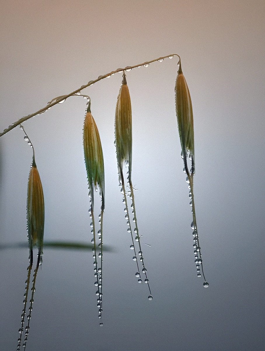 ©Silena Lambertini