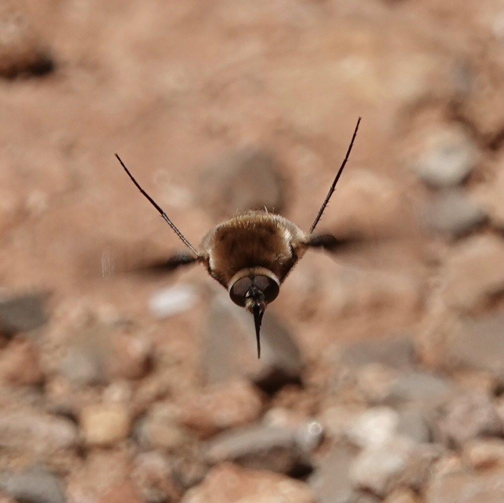 lynda_lambert's tweet photo. Bombylius cruciatus. #Beeflies Tavira , Algarve.
Very noisy in flight ,then hard to locate once they have landed when the sun is really bright as it is today. https://t.co/6WEHTBCdXH